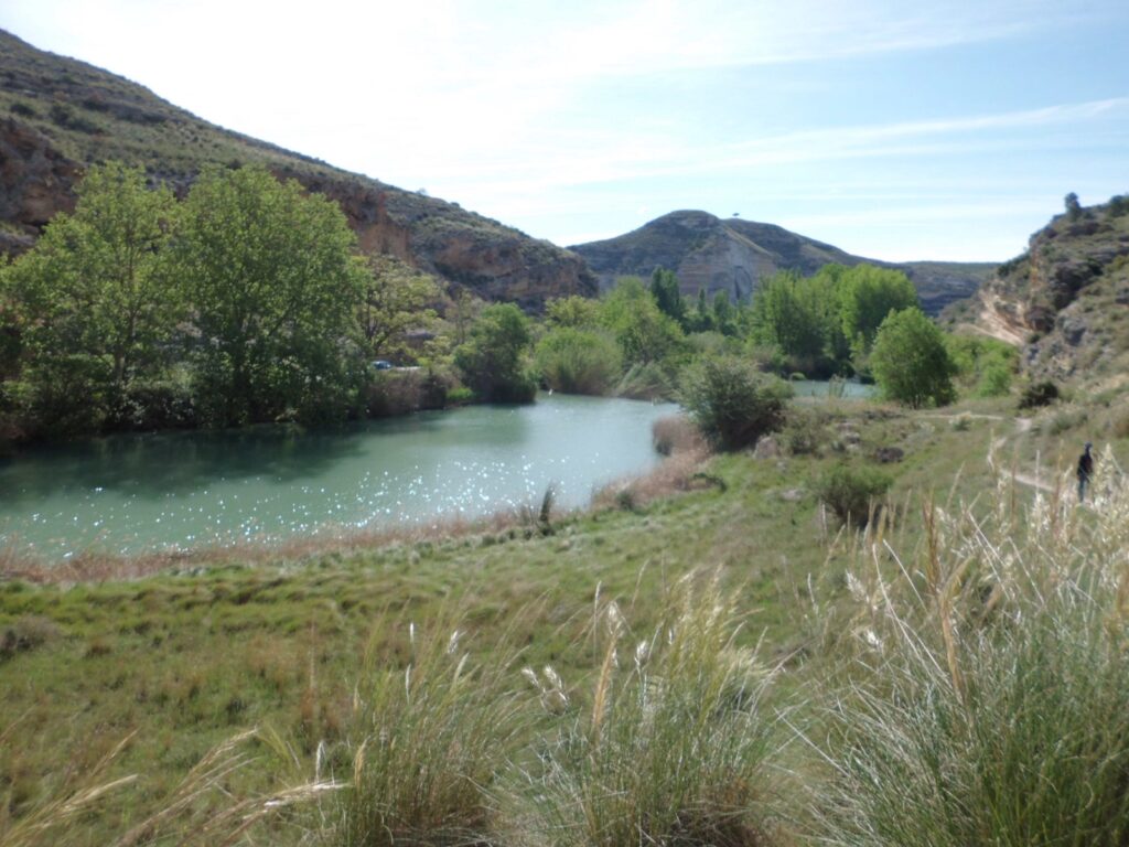 Laguna con arboles