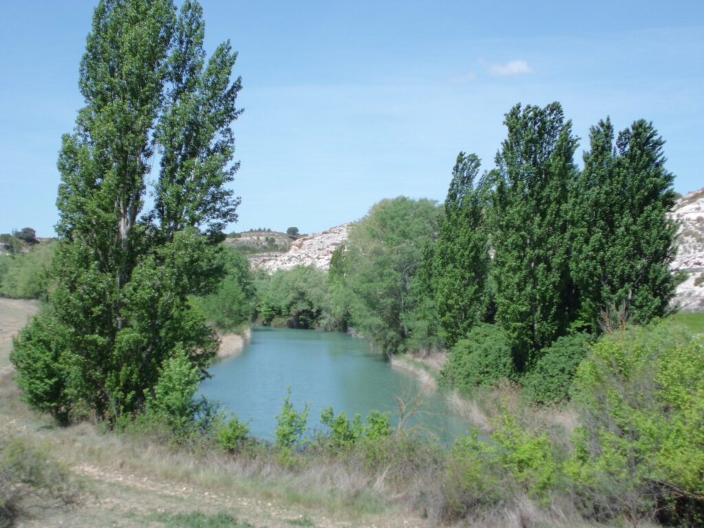 Lago con arboles