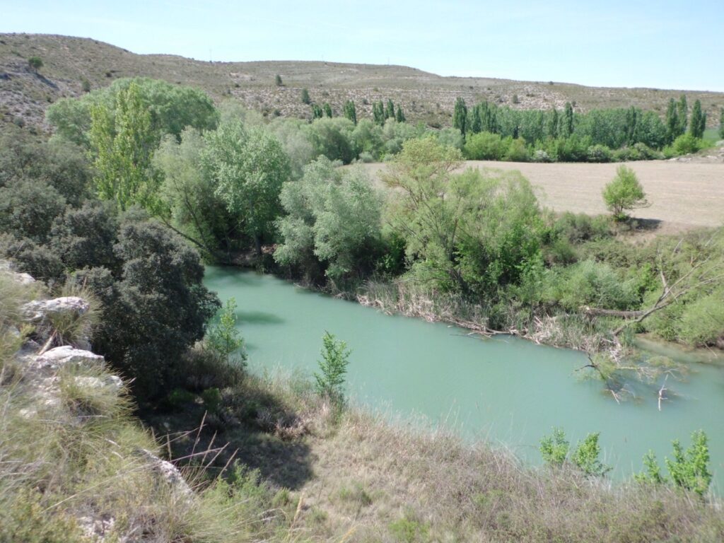 Lago con arboles